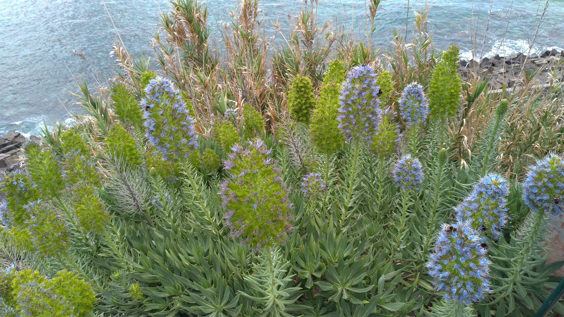 Echium webbii flower
