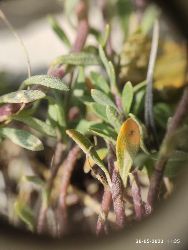 Alyssum diffusum leaf