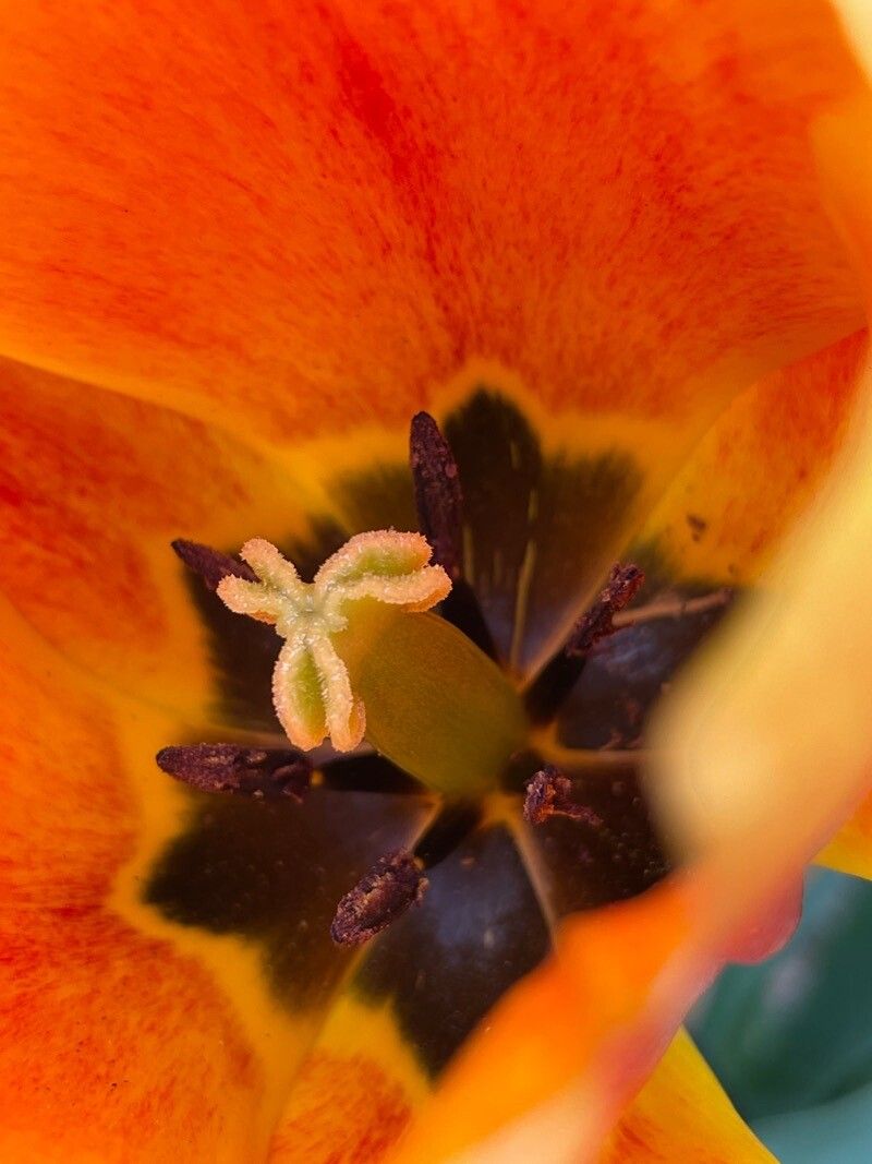 Calochortus kennedyi — search result for 'Tulipa'