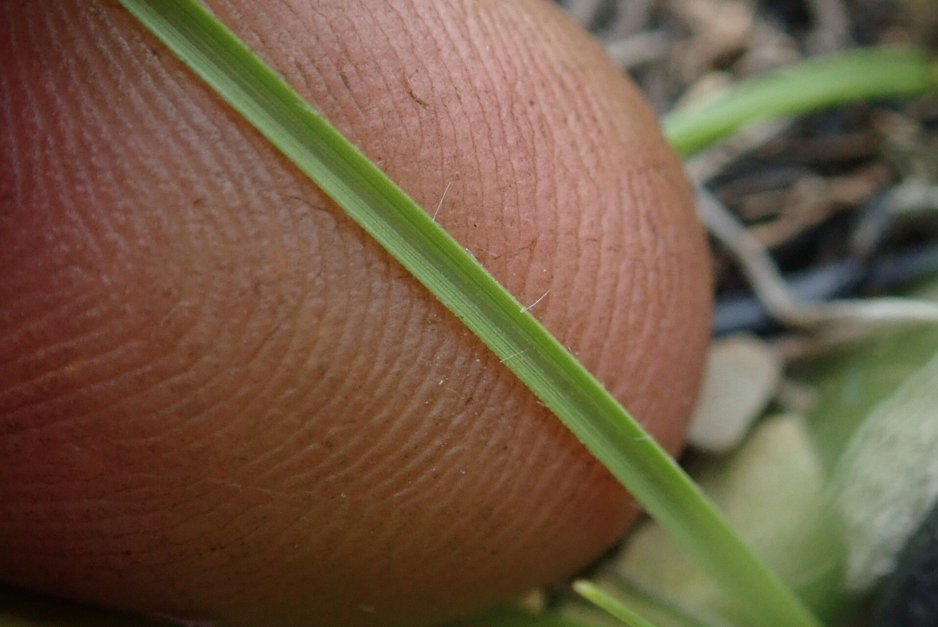 Sporobolus centrifugus — houseplant care guide