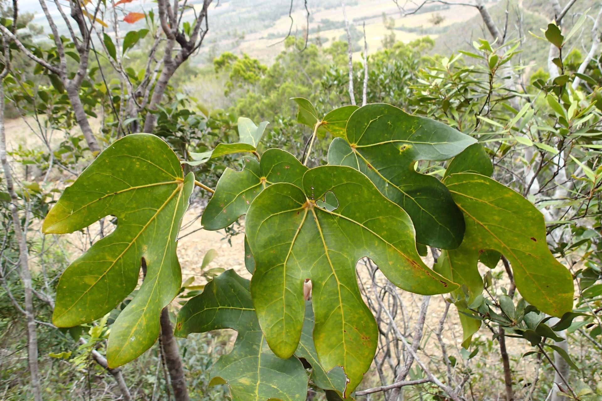 Acropogon jaffrei leaf