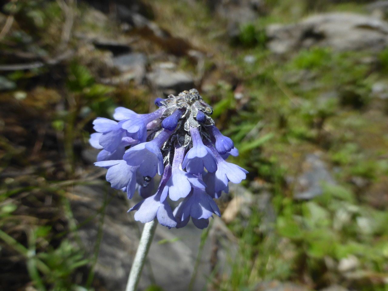 Primula bellidifolia flower