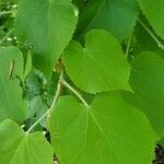 Tilia platyphyllos