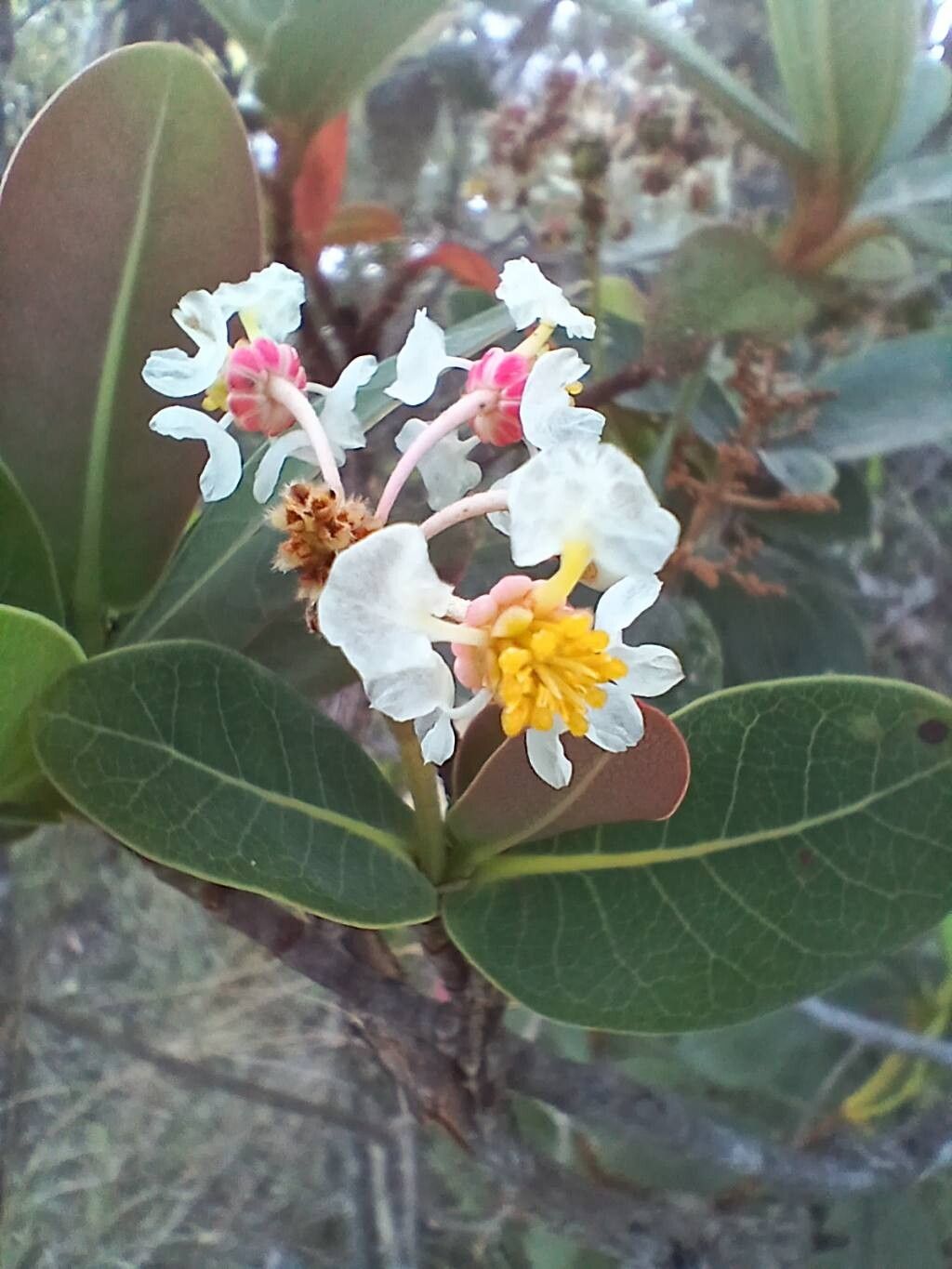Byrsonima umbellata flower
