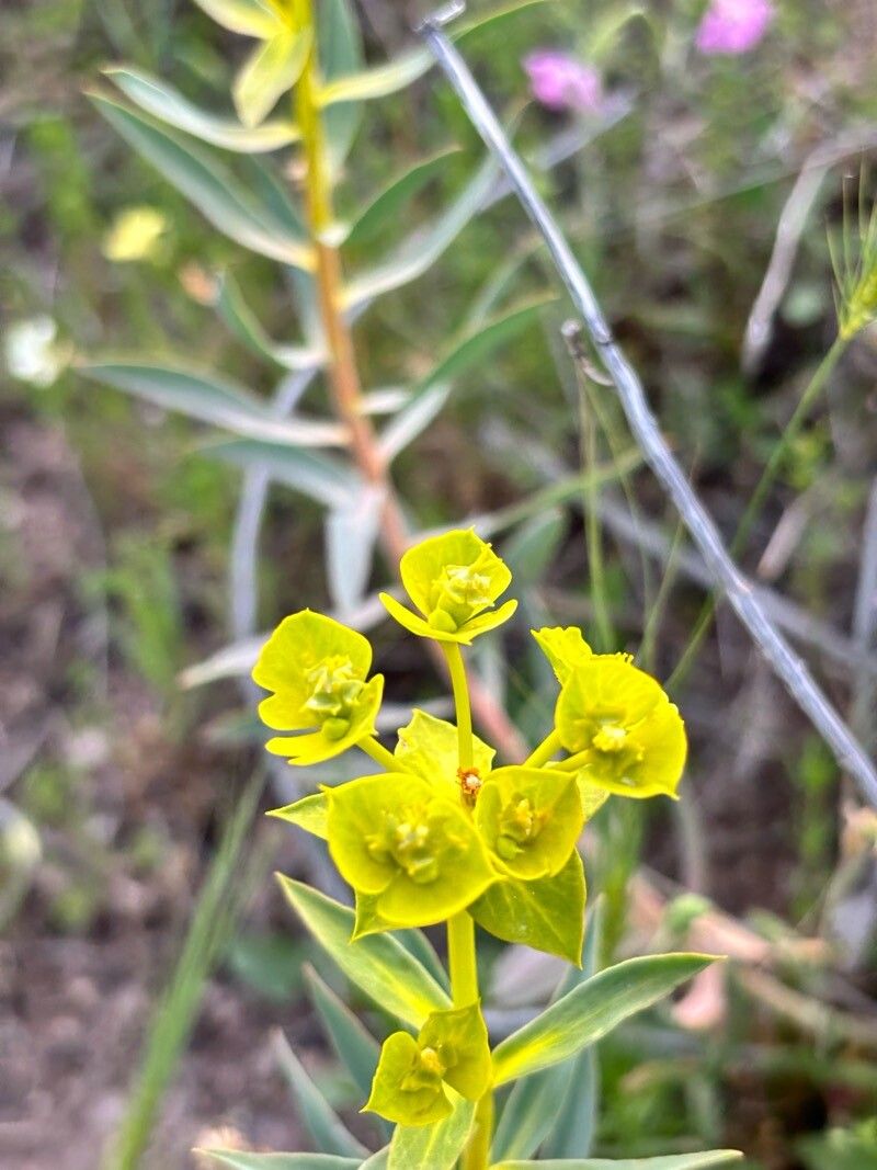 Euphorbia arvalis flower