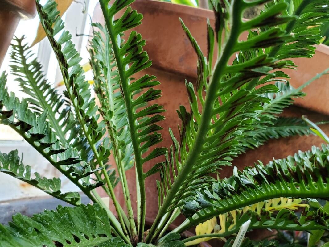 Asplenium prolongatum fruit