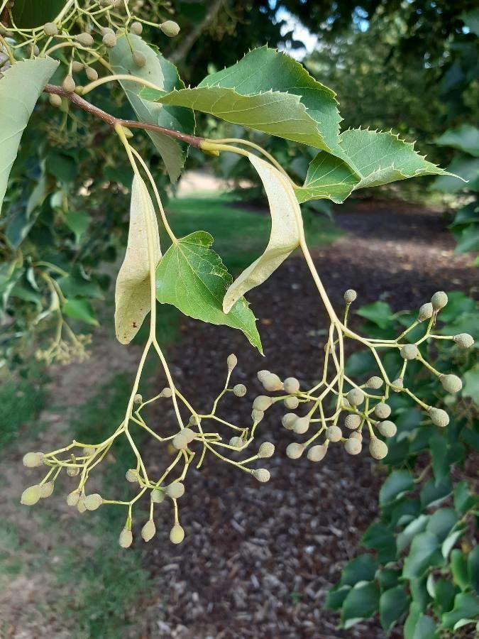 Tilia japonica fruit