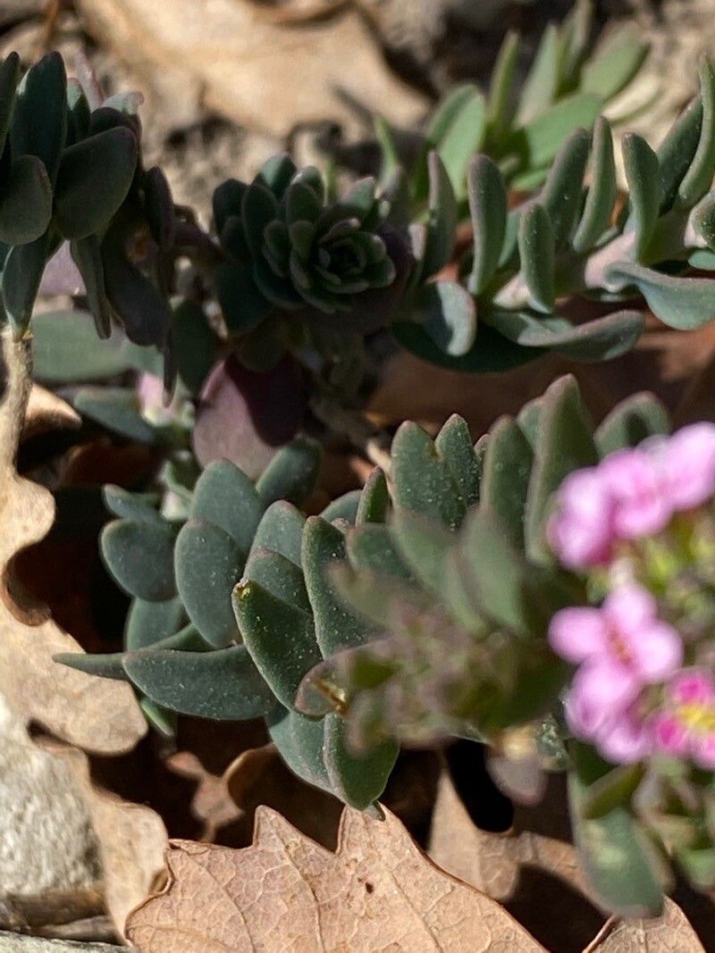 Aethionema saxatile leaf
