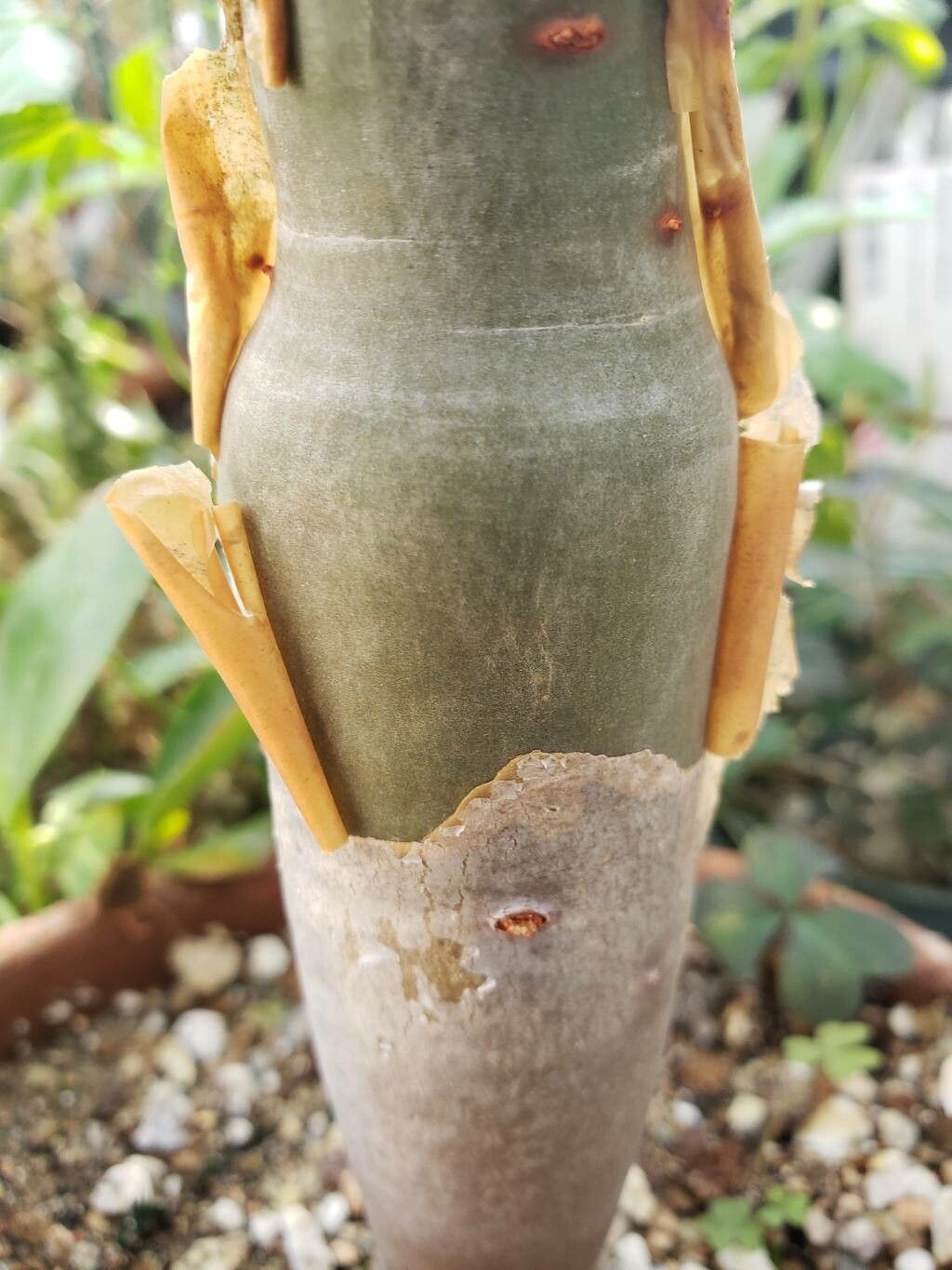 Commiphora gileadensis bark