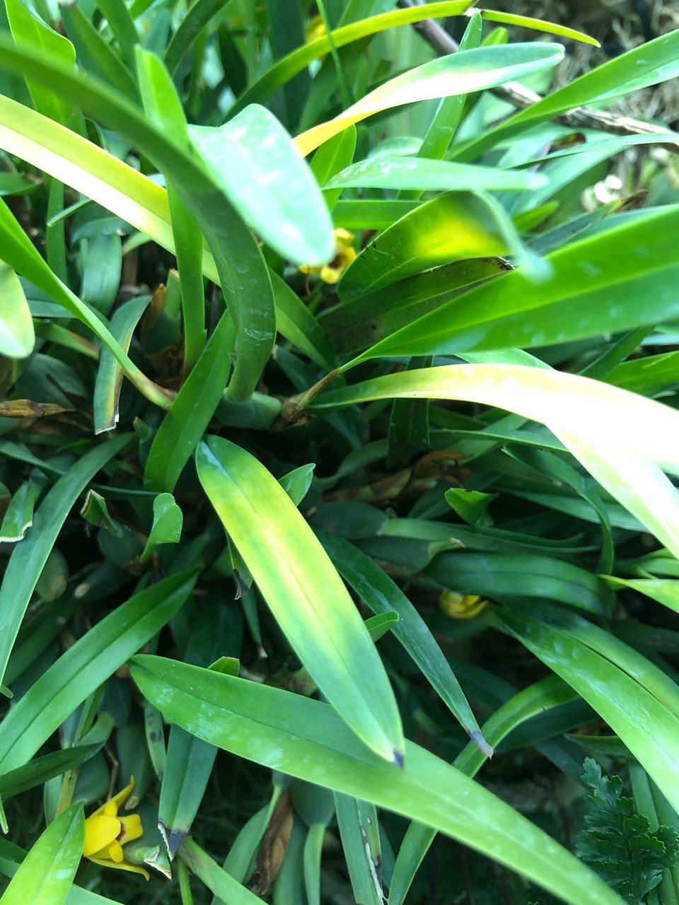 Maxillaria variabilis fruit