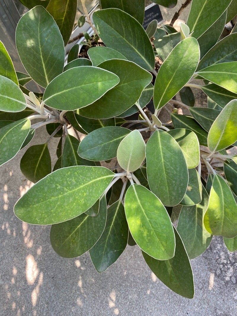 Pachystegia insignis
