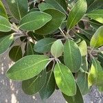 Pachystegia insignis