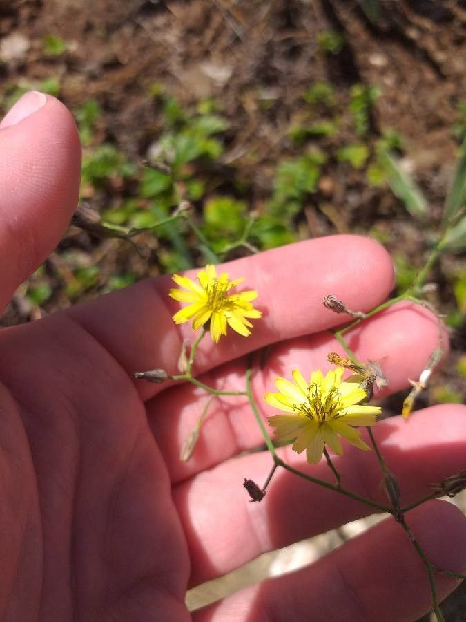Launaea cornuta flower