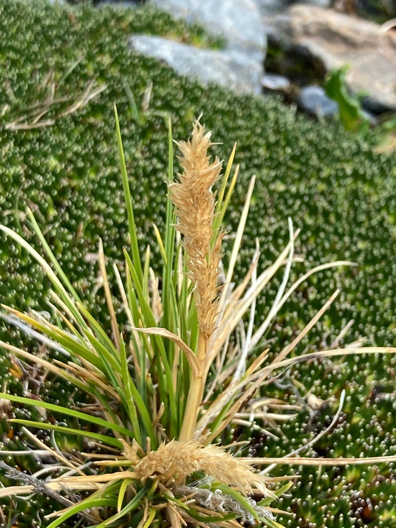 Cinnagrostis rigescens flower