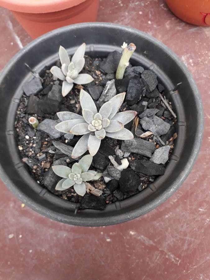 Echeveria carnicolor habit