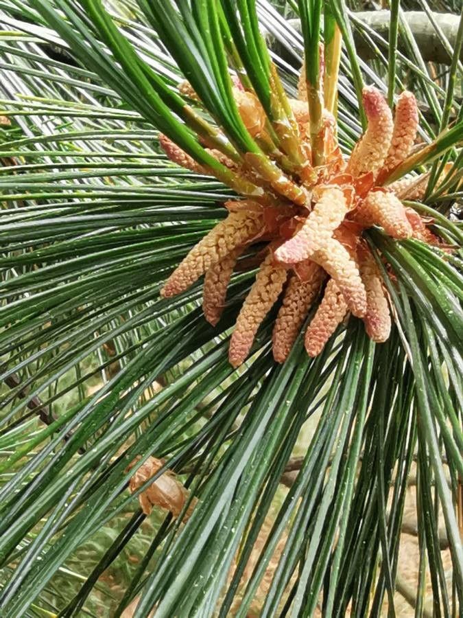 Pinus peuce flower