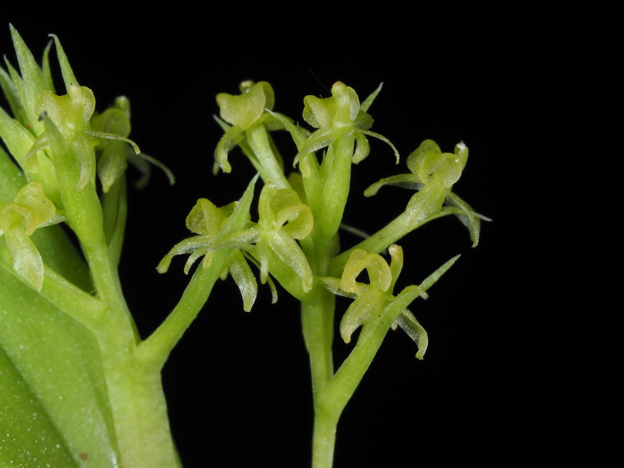 Liparis cespitosa fruit