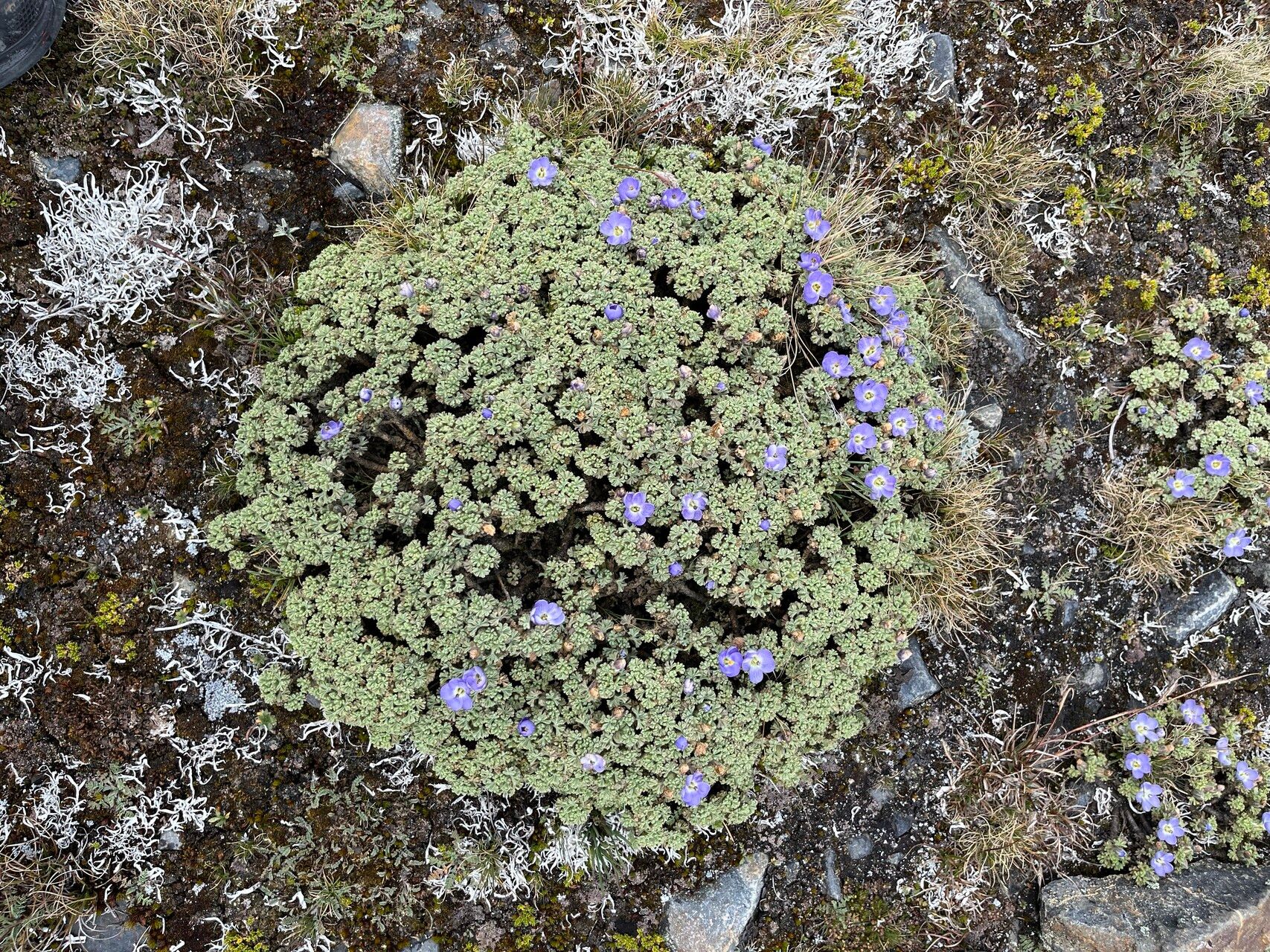 Nototriche obtusa habit