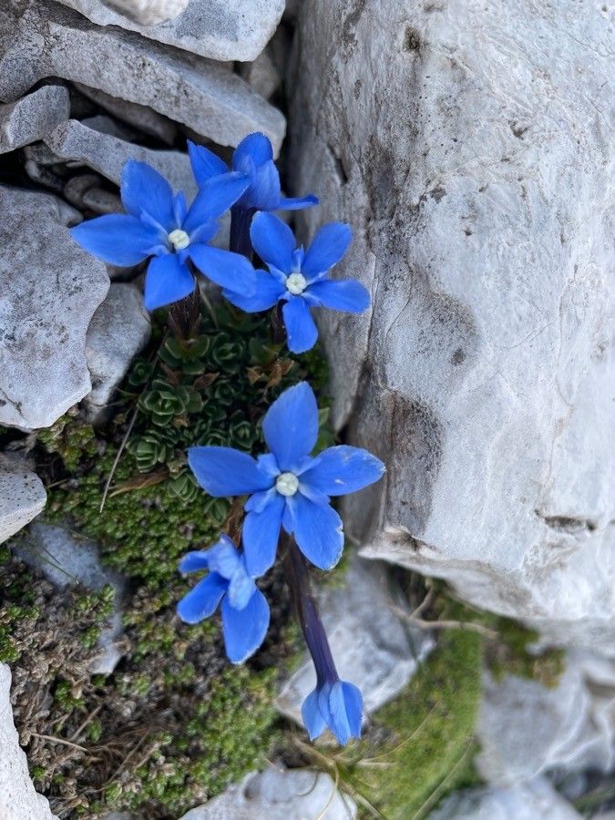 Gentiana terglouensis flower