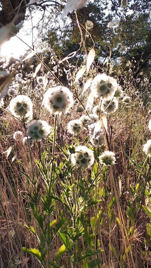 Lomelosia simplex flower