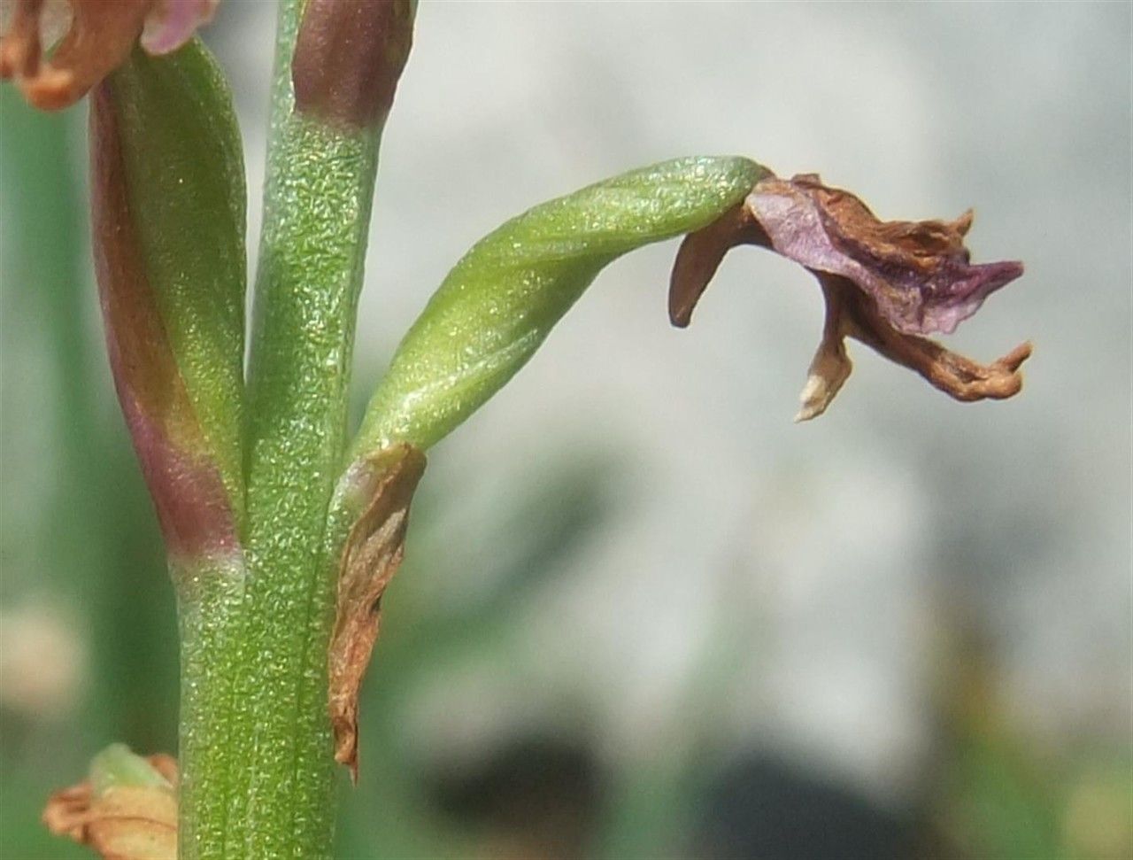 Neotinea ustulata fruit