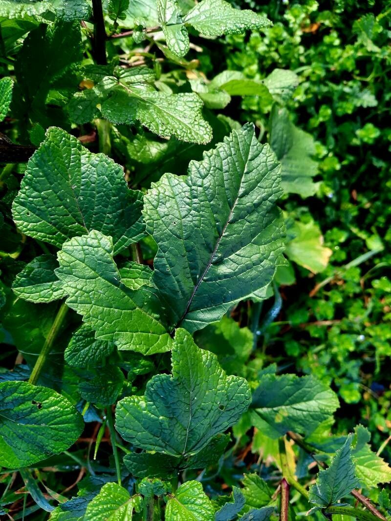 Rhamphospermum nigrum leaf