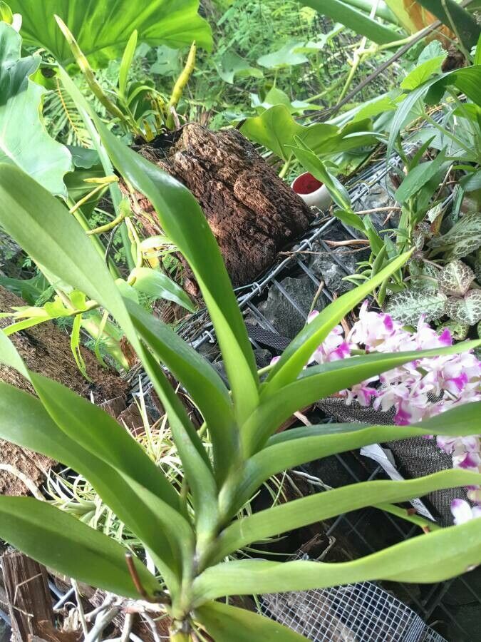 Aerides lawrenceae — search result for 'Orchidaceae'