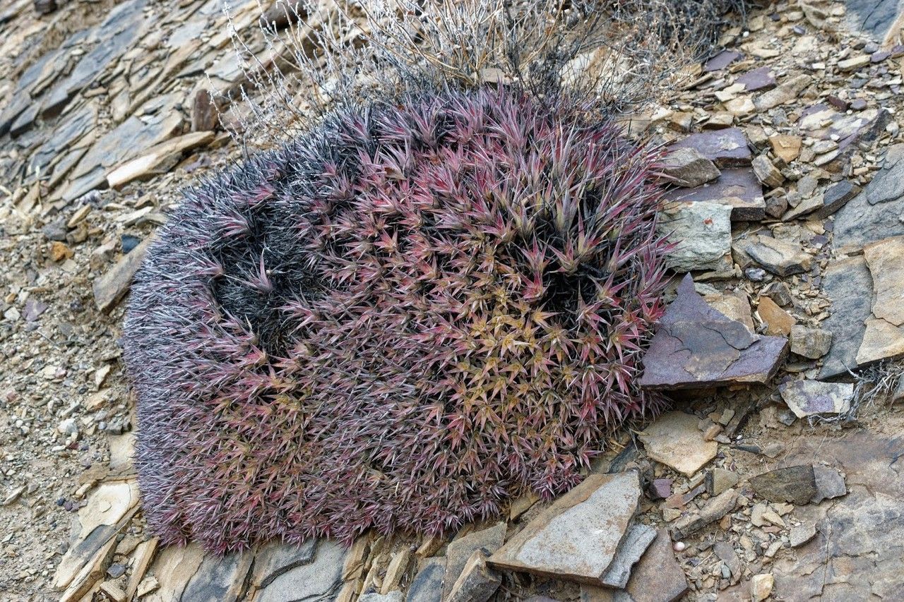 Deuterocohnia lorentziana habit