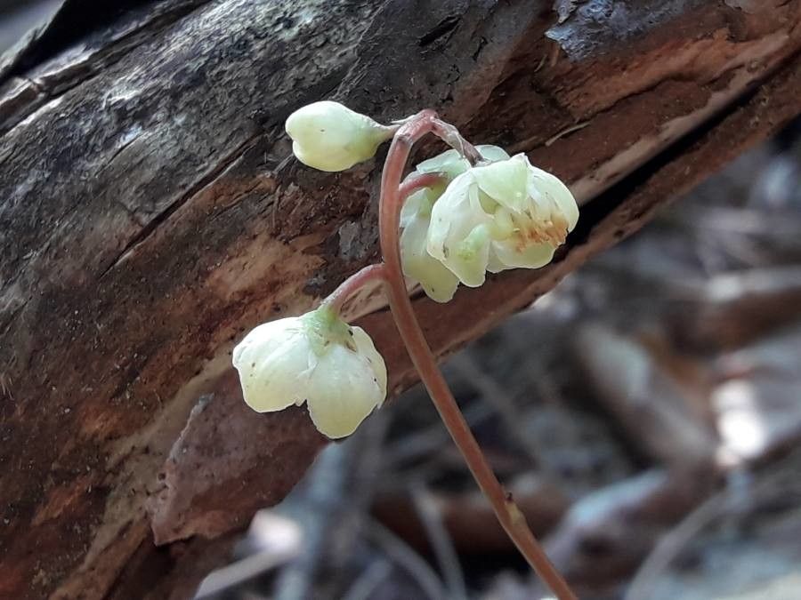 Pyrola chlorantha flower