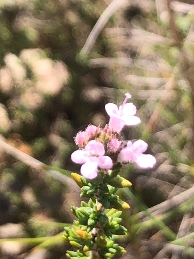 Thymus hyemalis flower