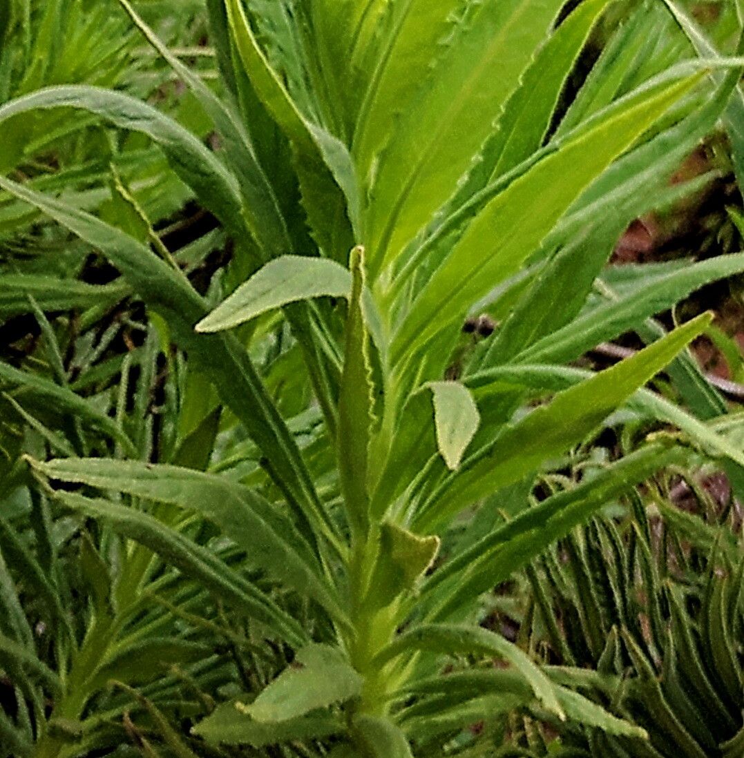 Turricula parryi — houseplant care guide