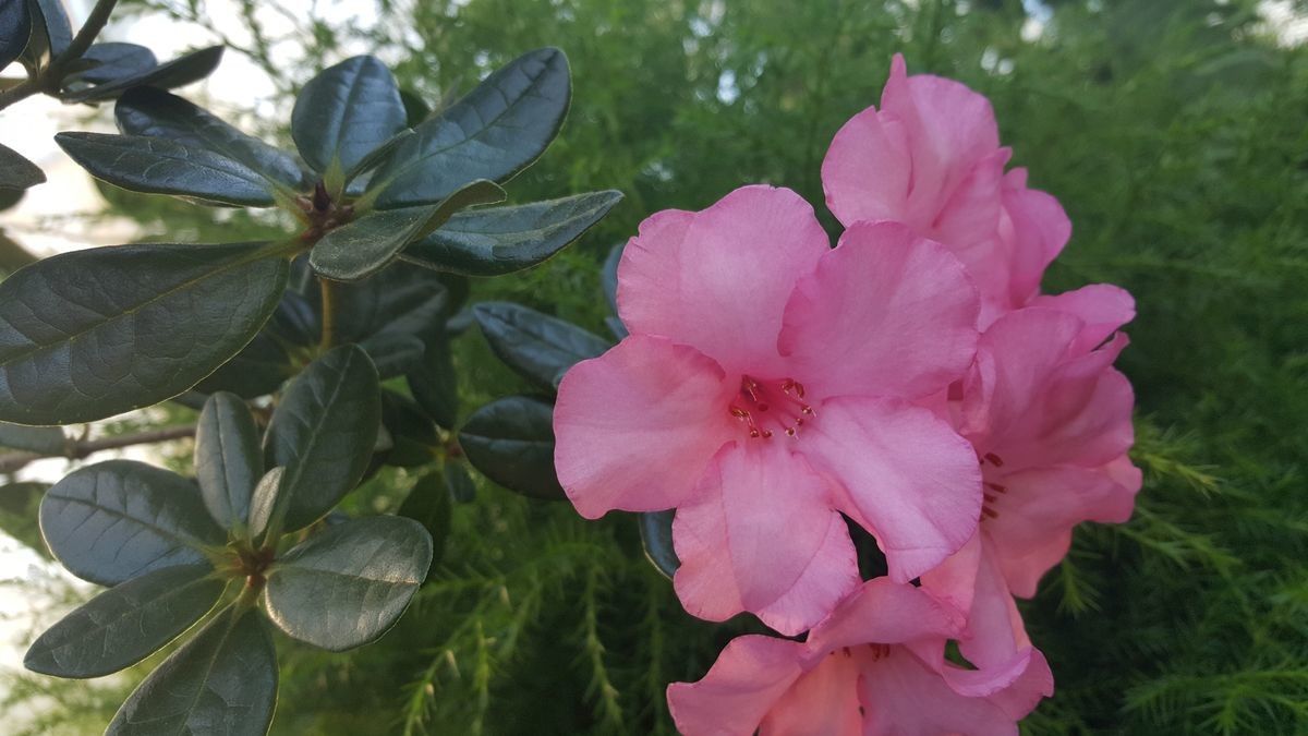 Rhododendron rousei flower