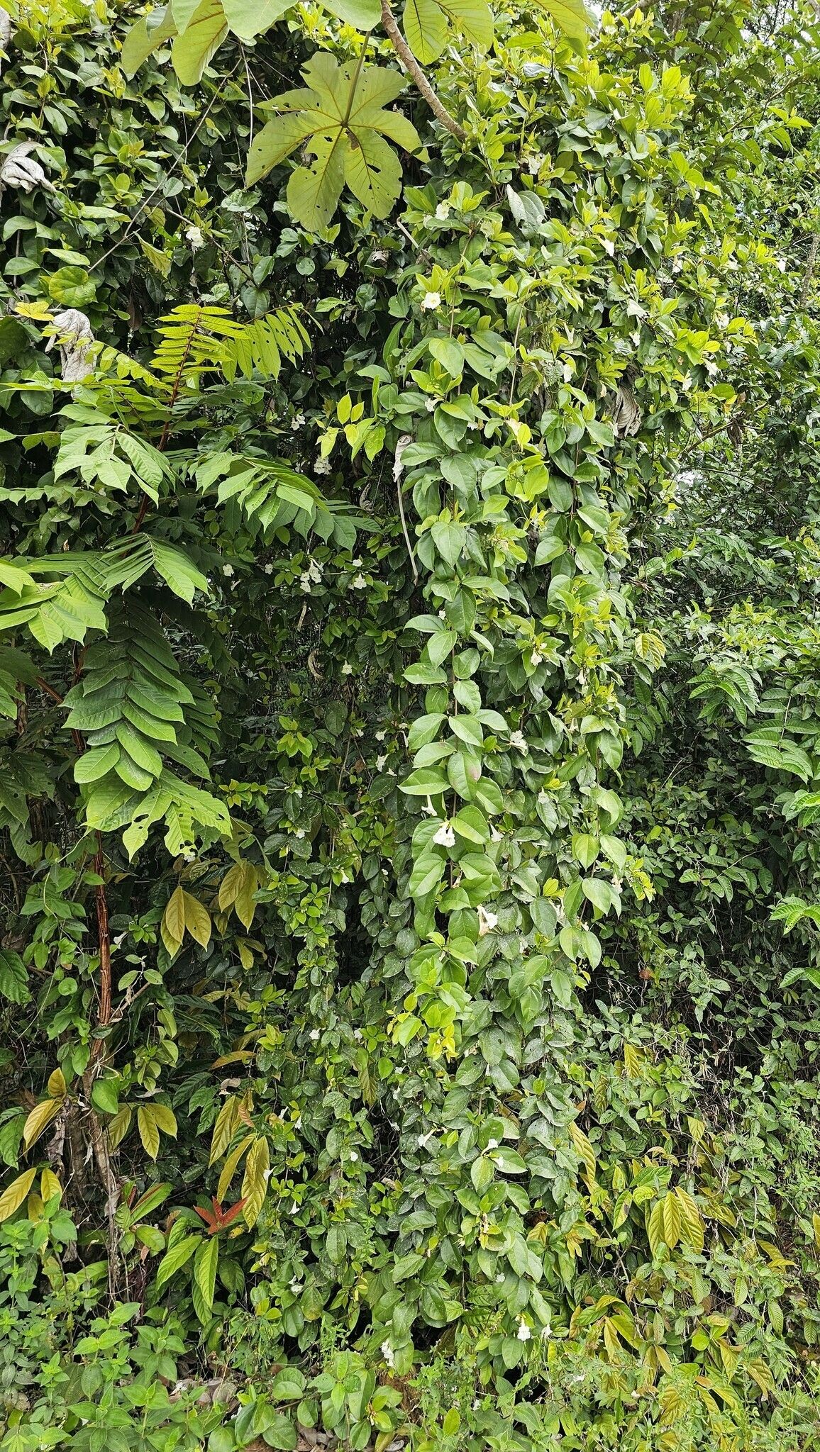 Fridericia japurensis habit