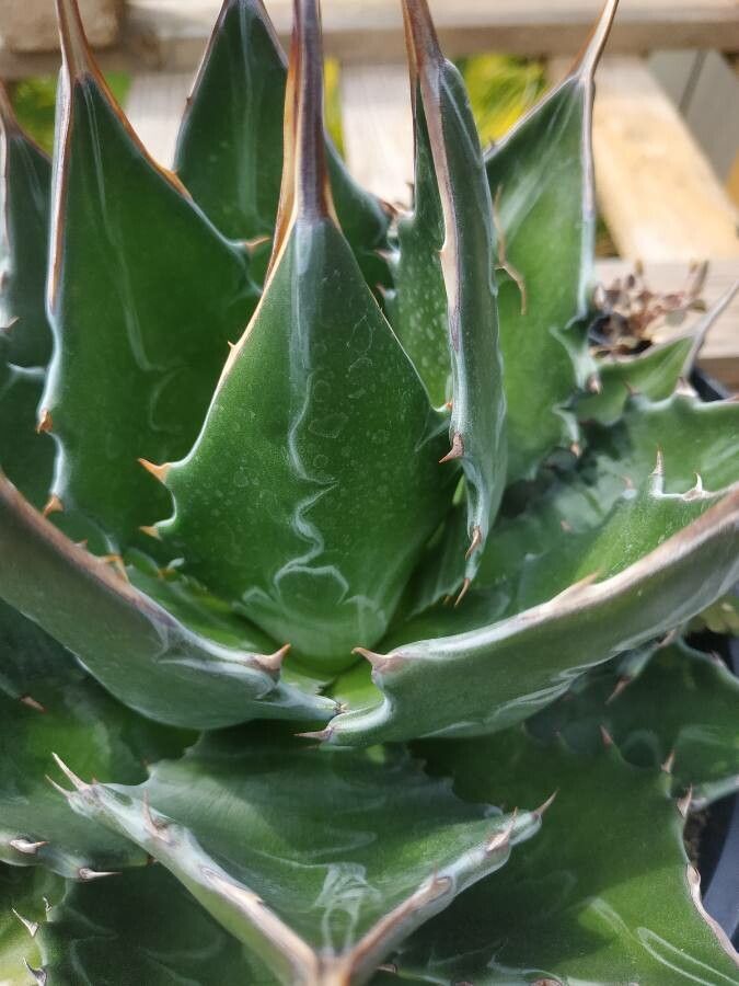 Agave montana bark