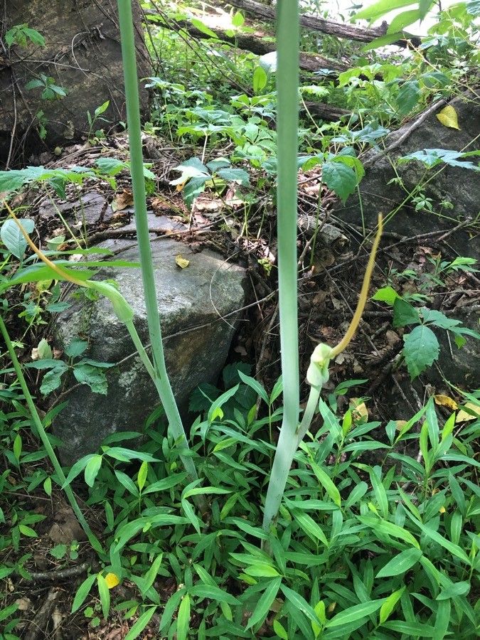 Arisaema dracontium flower