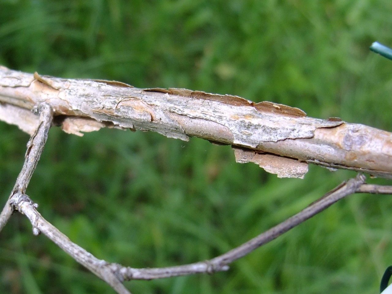 Neillia affinis bark