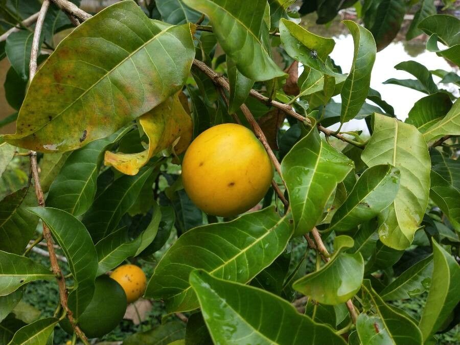 Pouteria caimito fruit