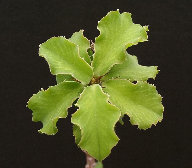 Euphorbia biselegans — houseplant care guide