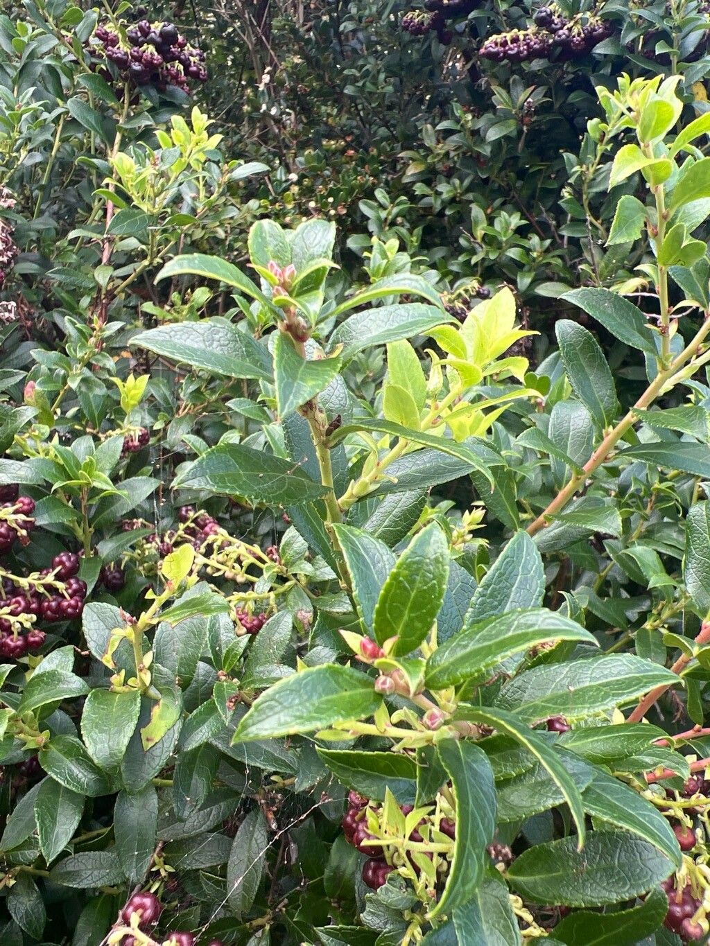 Gaultheria × wisleyensis — search result for 'Gaultheria'