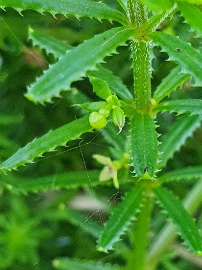 Galium chloroionanthum — houseplant care guide