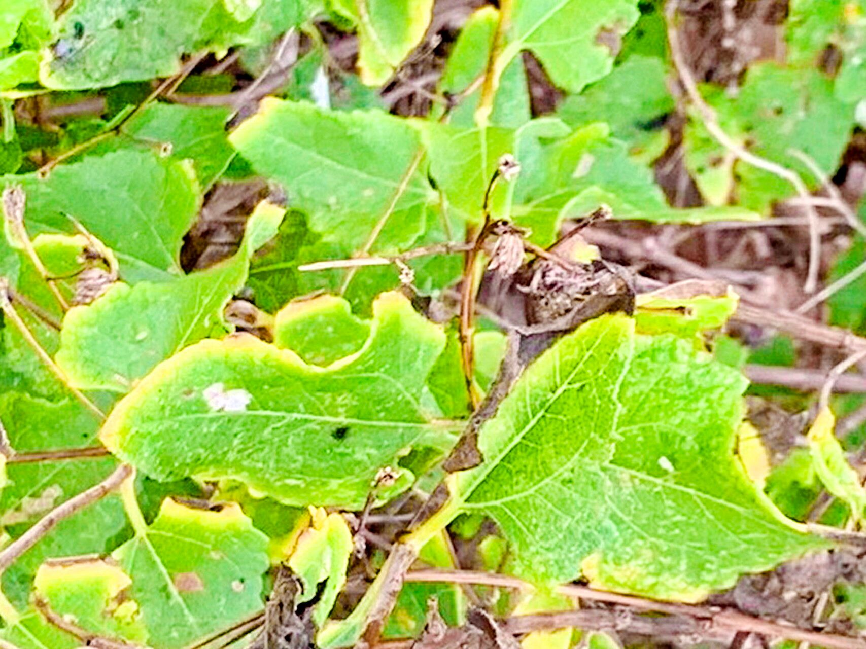 Bahiopsis deltoidea — related species from the same genus