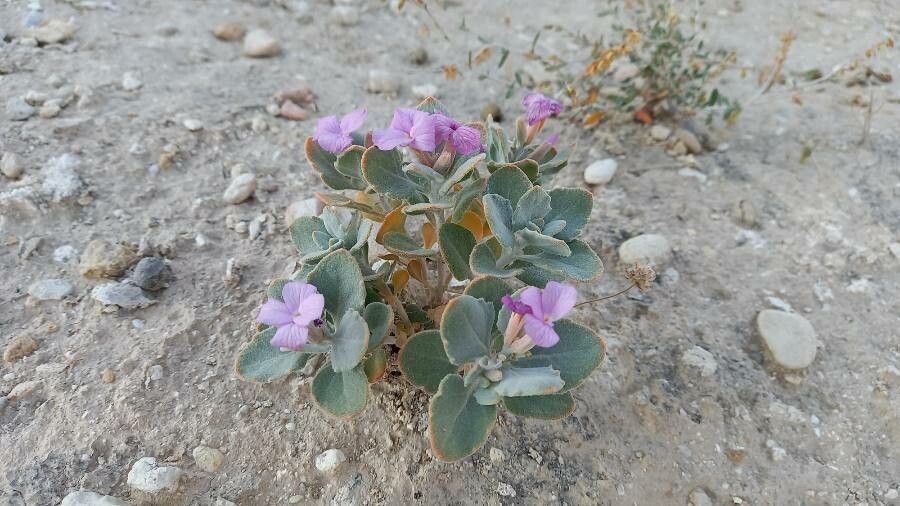 Malcolmia behboudiana habit