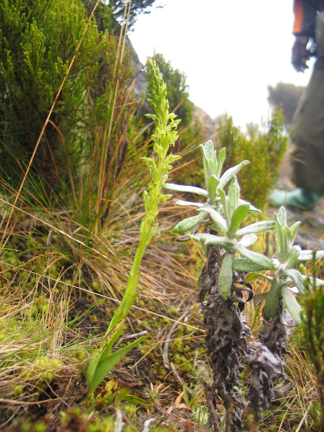 Habenaria attenuata habit