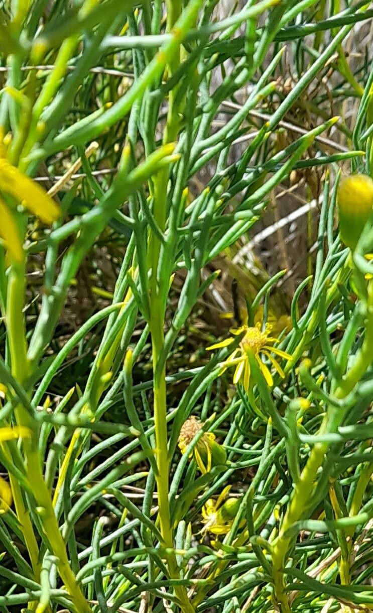 Senecio pampeanus — houseplant care guide