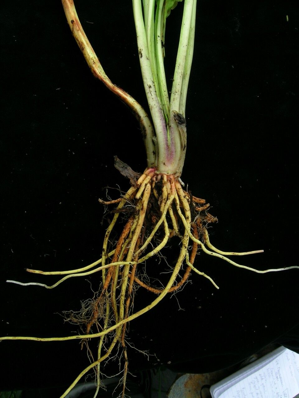 Primula calderiana habit