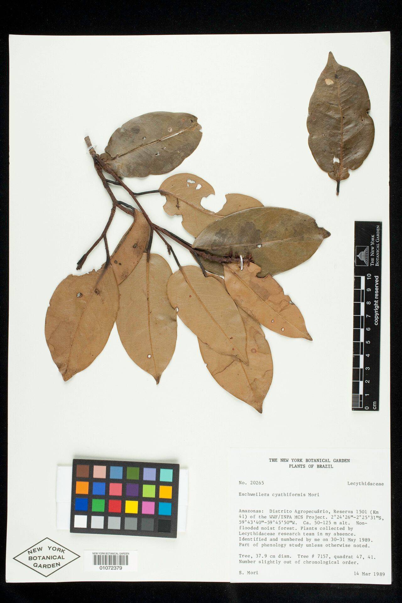 Eschweilera cyathiformis leaf