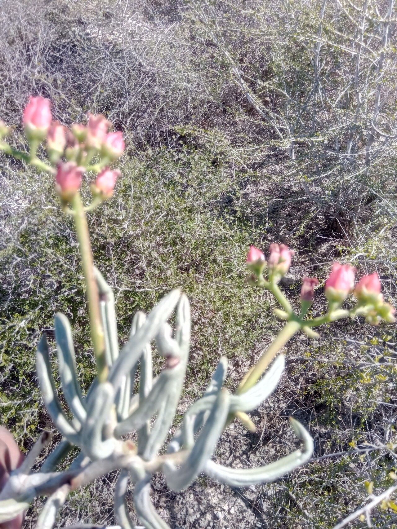 Kalanchoe linearifolia flower