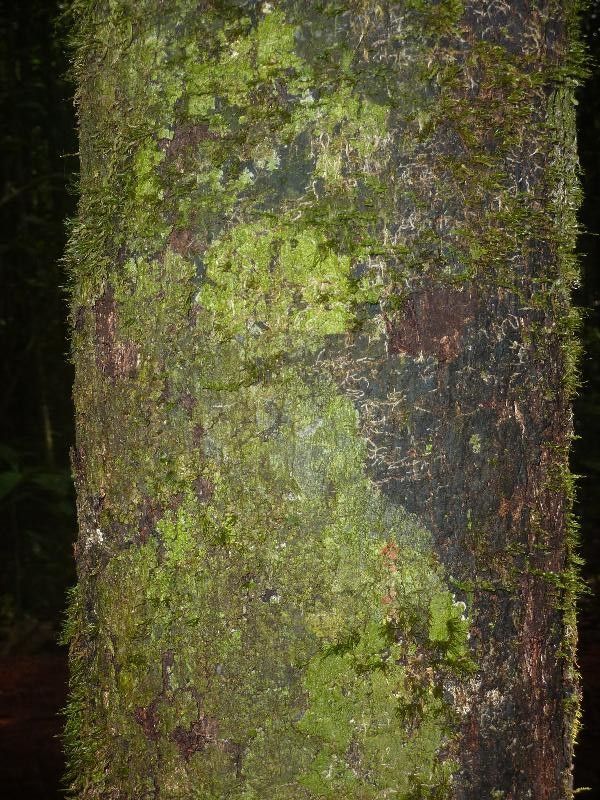 Guatteria wachenheimii bark
