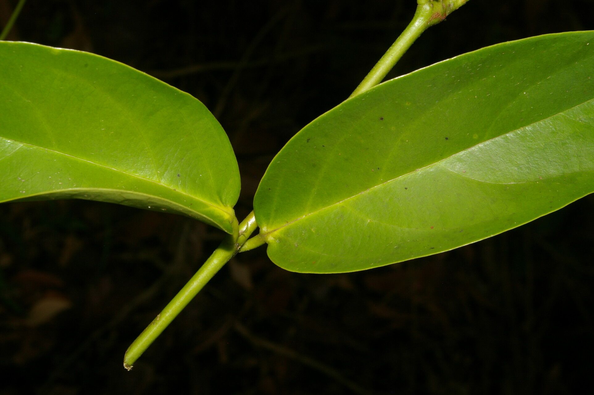 Banisteriopsis elegans — search result for 'Malpighiaceae'