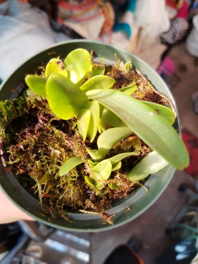 Bulbophyllum apodum — search result for 'Bulbophyllum'